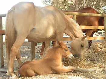 Agriturismo Agave Fertilia Ξενοδοχείο